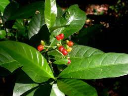 Psychotria montana